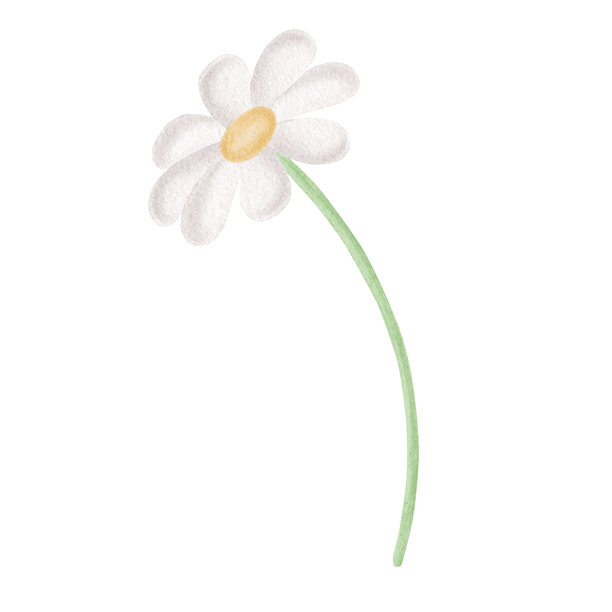 儿童风格的水彩雏菊。复活节贺卡用的白色花瓣雏菊插画。手绘隔离的可爱开花植物素描。婴儿送礼会设计的花卉剪贴画。图片下载