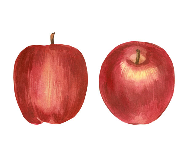 水彩插画集，手绘的红色秋季苹果，用宣纸水彩绘制并隔离在白色背景上。此水彩插画非常适合印刷在包装、明信片和织物上。图片下载
