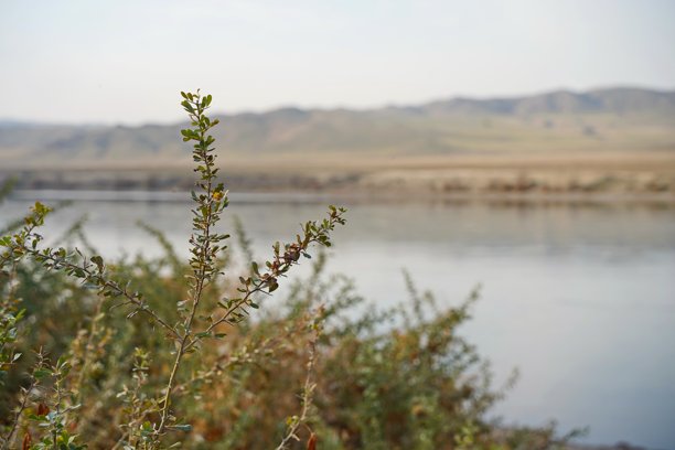 伊犁河沿岸的山地地貌和多样植被。国家自然公园。图片下载