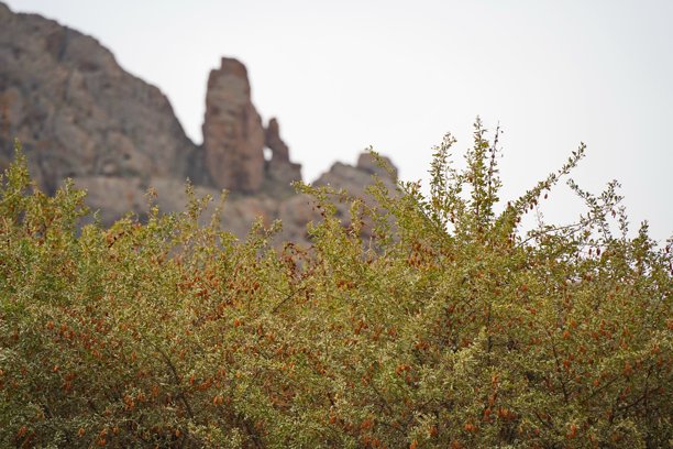 伊犁河两岸的山地地貌及多样植被。国家自然公园。图片下载