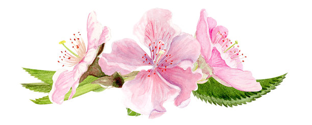 樱花盛开与叶子水彩插画，孤立在白色背景上。图片下载