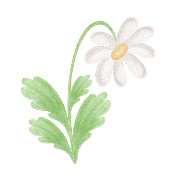 儿童风格的水彩雏菊，带有叶子。用于复活节贺卡的白色花瓣雏菊插画。手绘孤立的可爱开花植物素描，用于婴儿送礼会的花卉剪贴画。图片下载
