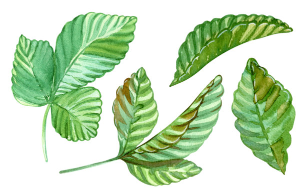 一套充满活力的绿色草莓叶。精美的脉络叶片集。手绘水彩插画。孤立的物体。用于包装化妆品、香水、美味零食的设计元素图片下载