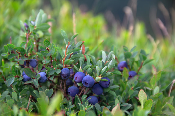 森林环境中野生蓝莓自然生长的特写，背景柔和虚化。图片捕捉了蓝莓鲜艳的蓝色和新鲜的外观，象征着有机食品、野生采摘和自然之美。图片下载