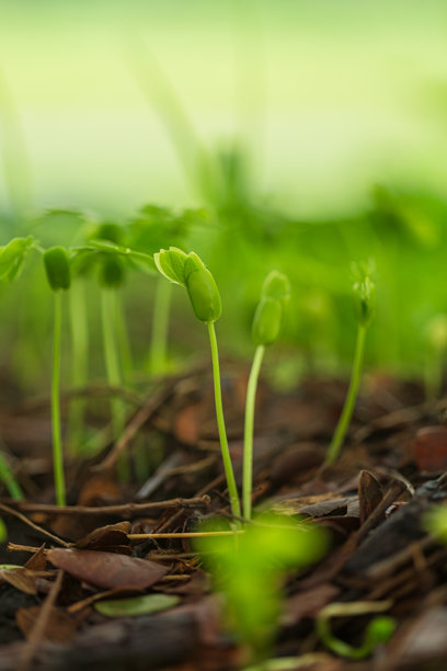 特写微距镜头下幼苗的生长，五棵绿芽在土壤中生长的微距照片。图片下载