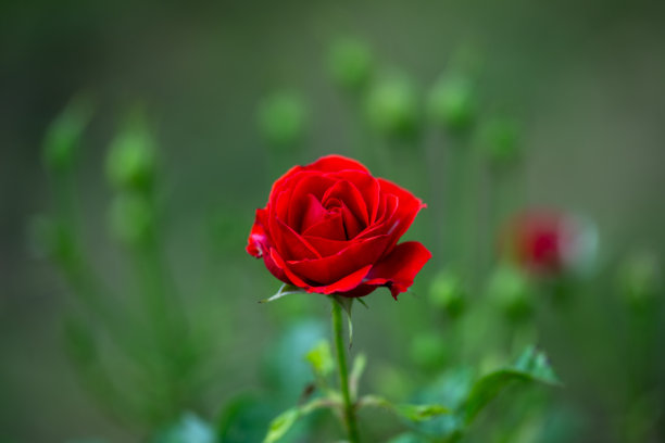 特写镜头下娇嫩的玫瑰花蕾，背景柔和。一张玫瑰花蕾的特写微距照片，光线柔和，背景模糊。图片下载