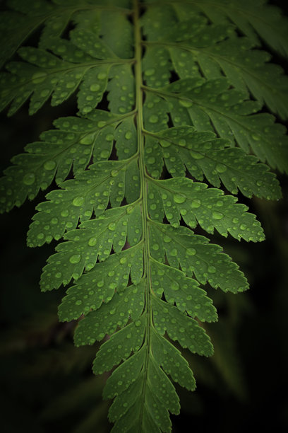 特写蕨类植物叶子上的雨滴：新鲜绿叶细节，用于自然摄影素材图片下载