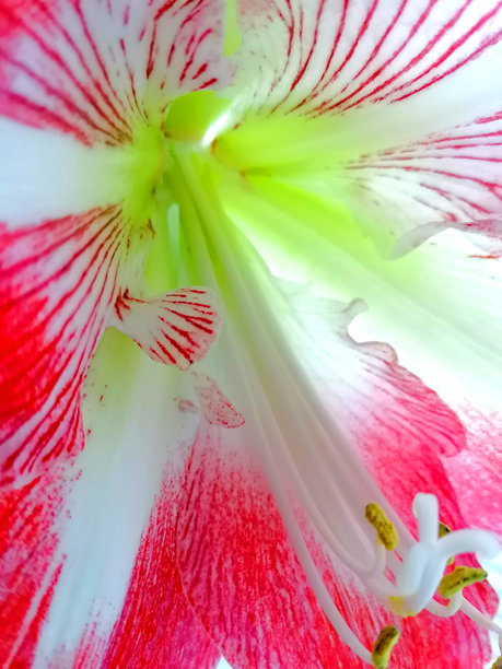 孤挺花微距摄影。红白孤挺花图库照片。孤挺花抽象图库照片图片下载