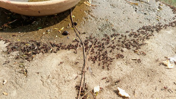蚂蚁在粗糙表面上的水滴上饮水的微距照片图片下载