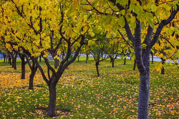 黄叶在秋日静谧的美景中围绕着树木飞舞，素材照片图片下载