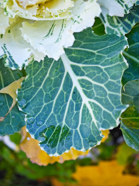 观赏卷心菜的叶子，带有纹理细节的宏观照片图片下载