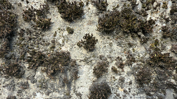 秋季稀疏植被和灰色草地纹理的干旱地面，象征着干旱、气候变化和环境退化。专业照片图片下载