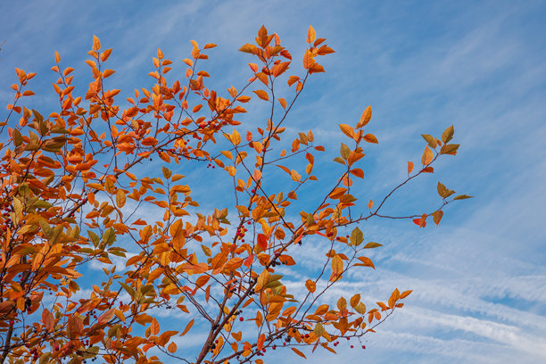 蓝天与橙黄的落叶形成了鲜明的对比，捕捉了秋天的精髓，素材图片图片下载