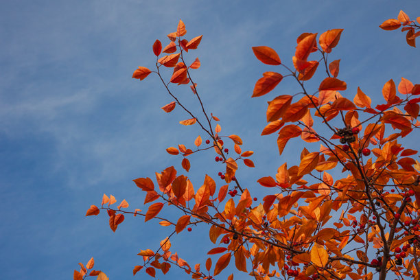 蓝天与橙色树叶形成了令人惊叹的对比，捕捉了秋天的精髓，素材照片图片下载