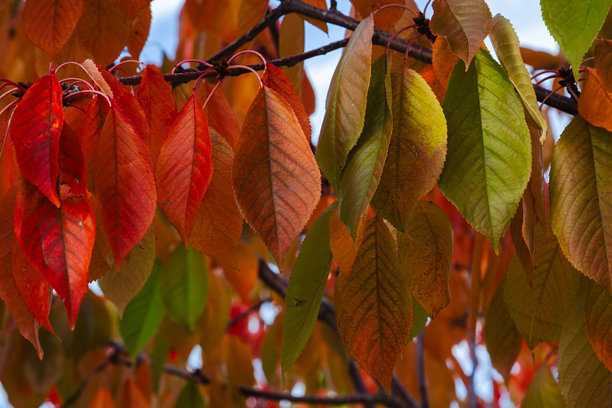 秋日里，橙色和绿色的叶子在树上交织，构成一幅美丽的色彩和谐画卷，素材图片图片下载