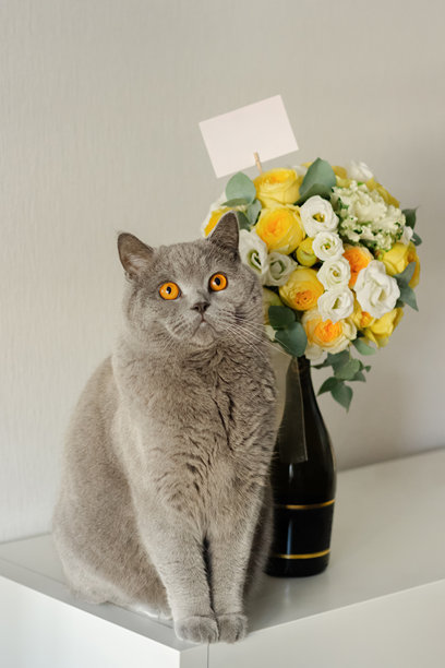 一只可爱的英国短毛猫坐在一束鲜艳的黄白花朵旁，花束插在一个时尚的黑色花瓶里，旁边还有一个空白的贺卡。非常适合用于庆祝、礼物或宠物主题的图片。图片下载