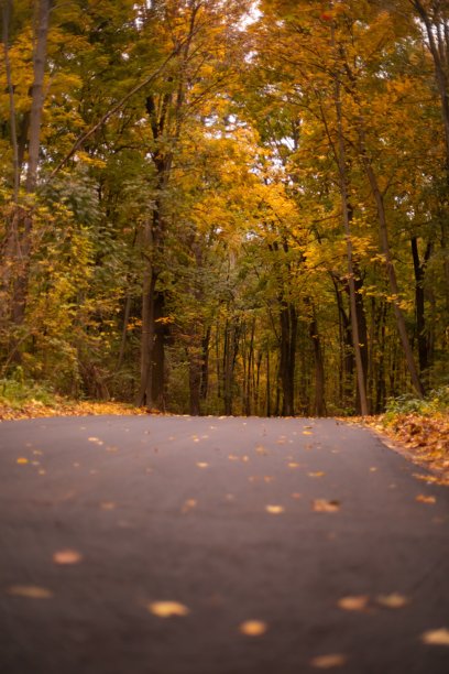 一张垂直照片，展示了一条空旷的沥青路，周围环绕着高大的秋季树木，树叶呈金色和橙色，营造出宁静而风景如画的森林景观。图片下载