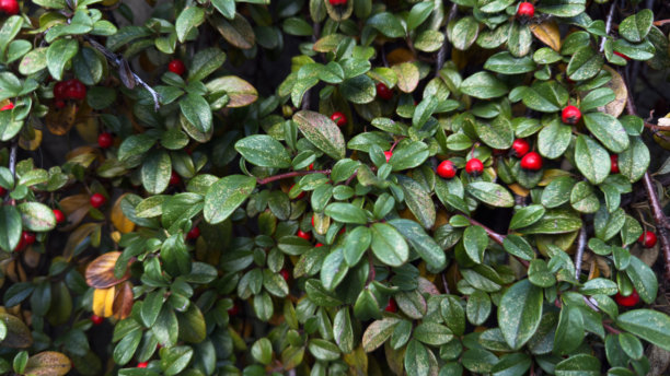 灌木丛上密集的绿色叶子近景，点缀着小小的红色浆果，构成自然的秋季纹理背景，适合植物学或生态学主题。专业照片图片下载