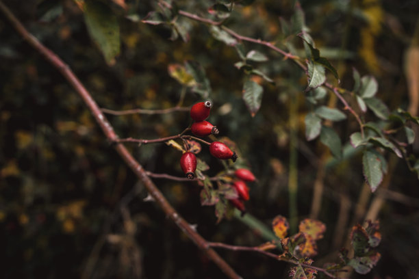 阴天秋日，成熟的玫瑰果实，自然绿色背景，富有氛围感的照片。图片下载