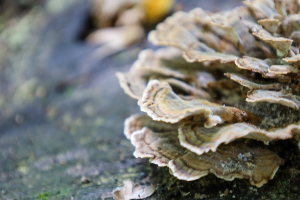 一张精美的照片展示了生长在老树桩上的bracket真菌，它有着波浪状、分层的边缘和丰富的纹理。自然的、柔和的色彩和柔和的光线营造出森林宁静而神秘的氛围。图片下载