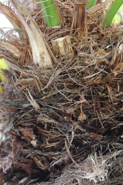 用于纹理背景或装饰的干棕榈叶。竖直照片图片下载