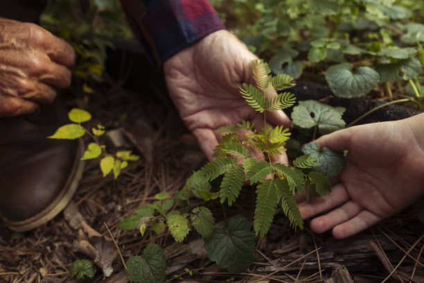 特写：爷爷和孙子的手轻轻触碰着森林地面的落叶。这张照片捕捉了一个宁静、亲密的瞬间，充满了连接感、好奇心以及对大自然之美的共同欣赏。图片下载