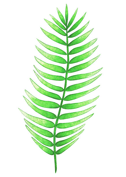 一张蕨类植物叶子的水彩植物插画，孤立在白色背景上。适合印制明信片、布料、贴纸。图片下载