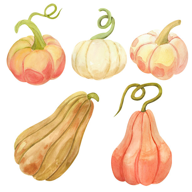 一套黄色和橙色的南瓜。这些色彩鲜艳、浓郁的自然色调南瓜以水彩风格呈现。这些插画非常适合用于季节性商品、主题派对邀请函、秋季菜单和网站设计。图片下载
