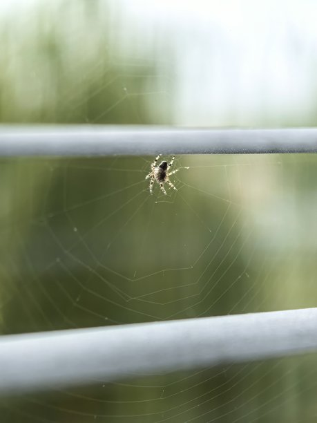 蜘蛛微距摄影，蜘蛛，小昆虫，小蜘蛛，网，悬挂在网上，织网，美丽的昆虫照片，昆虫微距摄影，居家生活图片下载