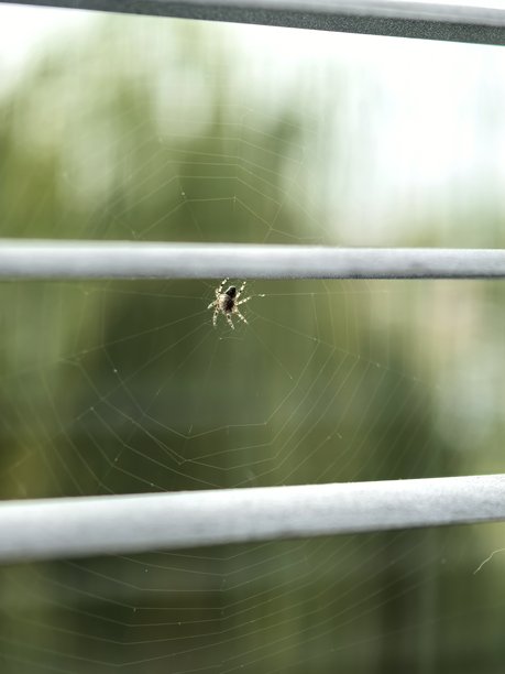 蜘蛛微距摄影，蜘蛛，小昆虫，小蜘蛛，网，悬挂在网上，编织网，美丽的昆虫照片，昆虫微距摄影，居家生活图片下载