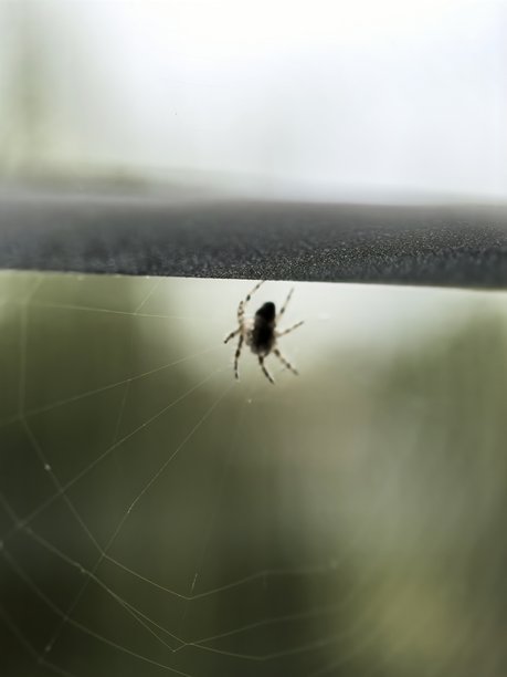 蜘蛛微距摄影，蜘蛛，小昆虫，小蜘蛛，网，悬挂在网上，编织网，美丽的昆虫照片，昆虫微距摄影，居家生活图片下载