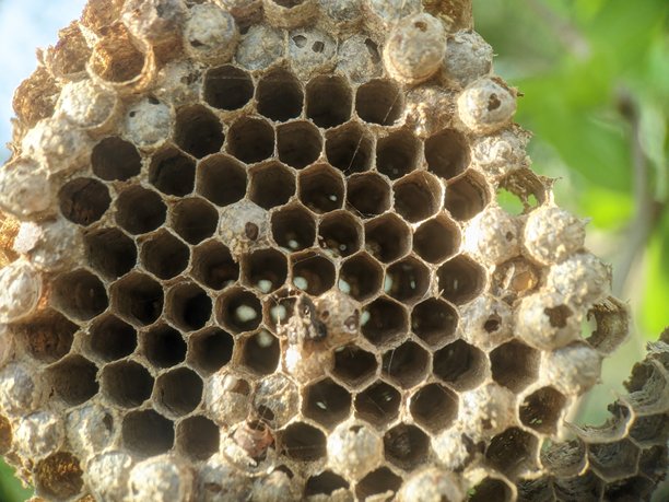 一张纸黄蜂巢的详细特写微距照片，展示了悬挂在树枝上精巧的六边形巢房。图片下载