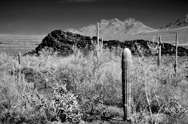 亚利桑那州索诺兰沙漠黑白照片，皮卡乔峰州立公园图片下载