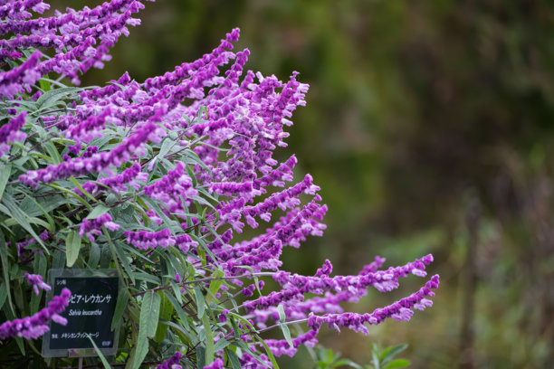 一株开着紫色花朵的植物照片图片下载
