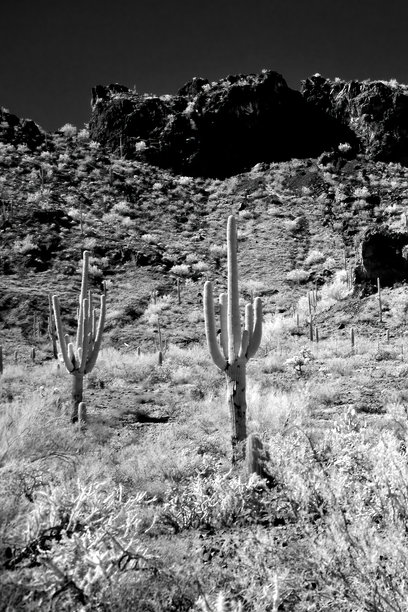 亚利桑那州索诺兰沙漠皮卡乔峰州立公园的单色照片图片下载