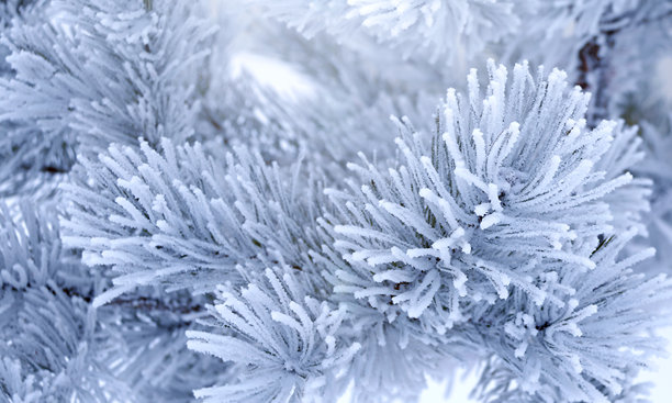 节日冬季横幅，带有冷冻的冷杉树枝。带有松树枝的水平圣诞背景，覆盖着霜。节日横幅，特色是结霜的冷杉枝。照片呈蓝色调。图片下载