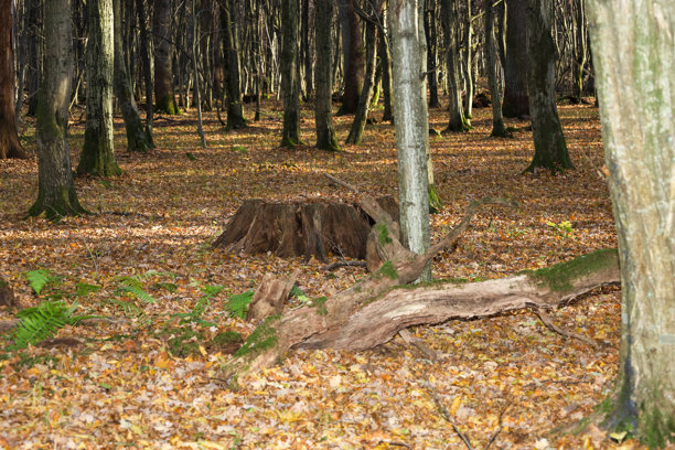 这张照片捕捉到了一片稀疏的秋季森林，地上铺着一层褐色落叶，上面散落着一个古老的树桩和一根覆盖着苔藓的树枝。柔和、漫射的光线和笔直的树干营造出一种深度和宁静感，这是典型的秋季林地景观。图片下载