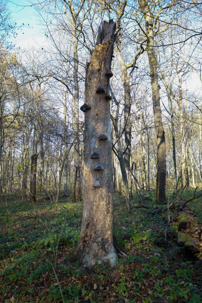 这张垂直拍摄的照片捕捉了一棵高大、断裂的枯树树干，树干上密布着垂直生长的深色层叠真菌（多孔菌）。这张图片强调了秋季稀疏森林中，光秃秃的高大树木下的分解过程和林地生命。图片下载