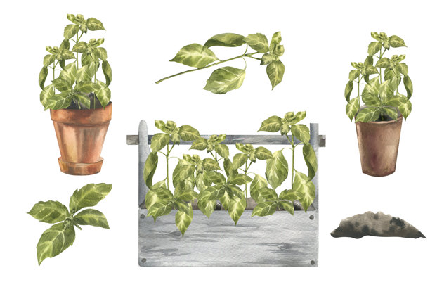 罗勒香草盆栽水彩套装，包含陶罐中的芳香绿芽、木盒、新鲜茎叶和土壤束插画。手绘生态花卉剪贴画，包含意大利美食食材。图片下载