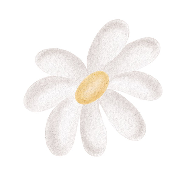 儿童风格的水彩雏菊。用于复活节贺卡的白色花瓣雏菊插画。手绘孤立的可爱开花植物素描。用于婴儿送礼会设计的花卉剪贴画。图片下载