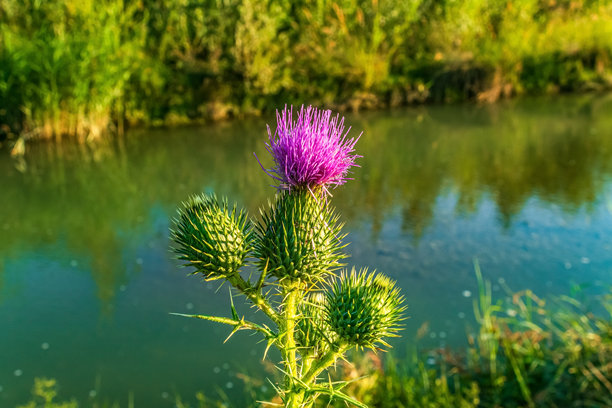 微距照片，动物，自然 - 欧洲，东欧图片下载