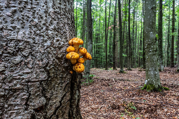 微距照片，动物，自然 - 欧洲，东欧图片下载