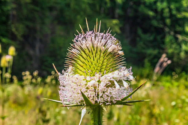微距照片，动物，自然 - 欧洲，东欧图片下载
