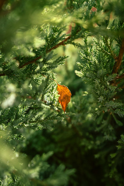 秋日自然背景，阳光下，绿色灌木丛上挂着黄叶。一张富有氛围感、温馨的照片。图片下载