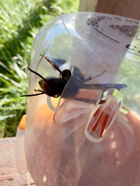 亚洲黄蜂（Vespa velutina）被困在陷阱中的宏观照片图片下载