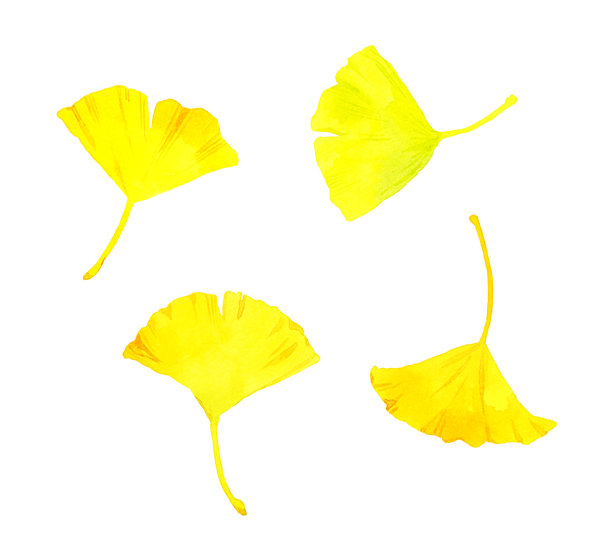 泛黄的银杏叶套装。秋季植物手绘水彩插画素材。图片下载