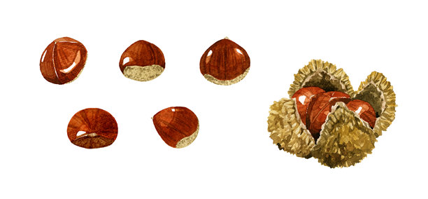 栗子（いがぐり）。秋季植物的手绘水彩插画素材。图片下载