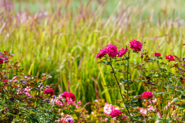 夏日盛开的红玫瑰特写照片图片下载