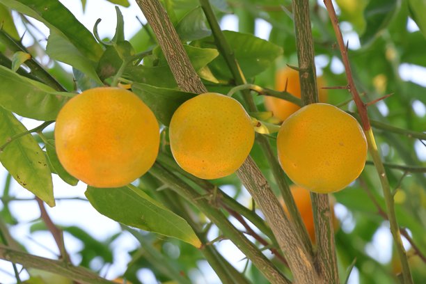 花园里树上成熟的橘子，照片特写图片下载