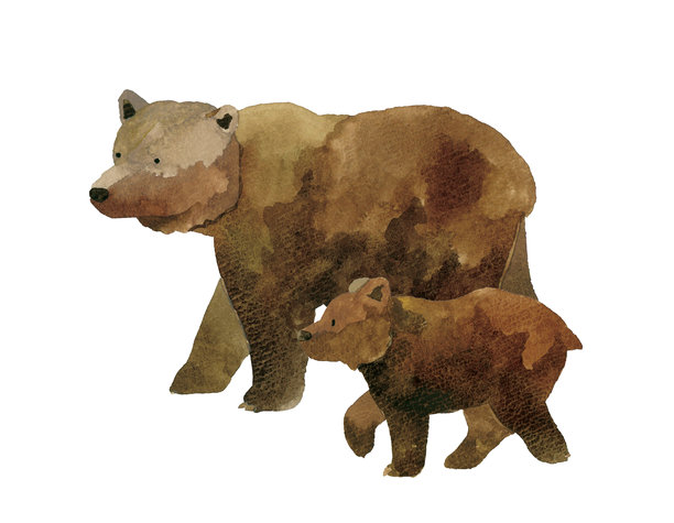 手绘水彩插画素材，行走中的棕熊一家（套装）。图片下载